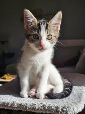 Adopter : Bianca