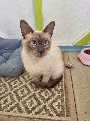 Adopter : ROMANE