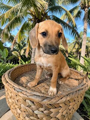 Adopter : Tusca