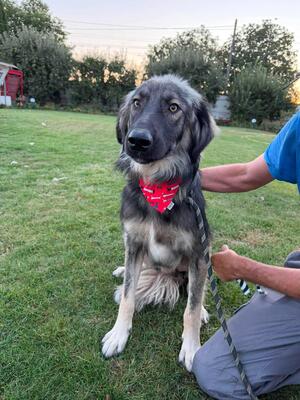Adopter : Devon