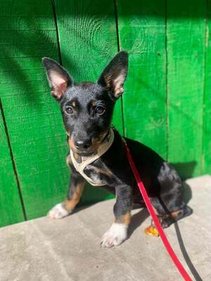 Adopter : Venise