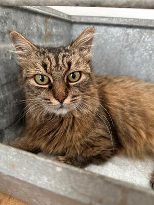 Adopter : Mémère