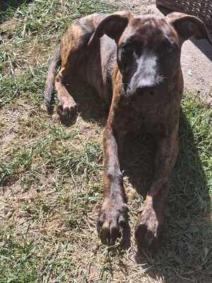 Adopter : Stormy 