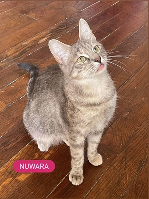 Adopter : NUWARA