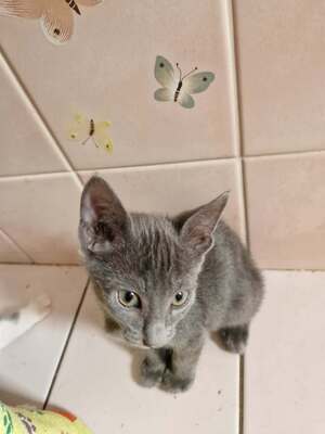 Adopter : Isidore