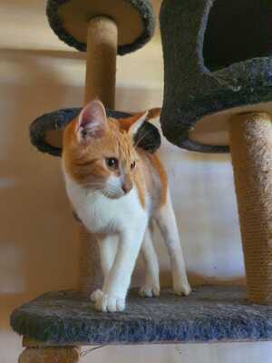 Adopter : Evadé