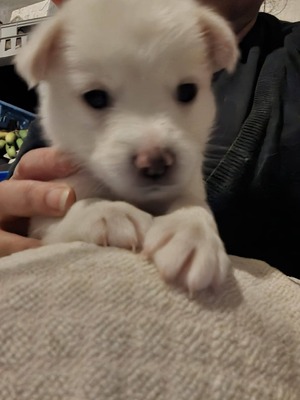 Adopter : Angel