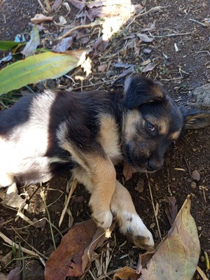 Adopter : Salaze
