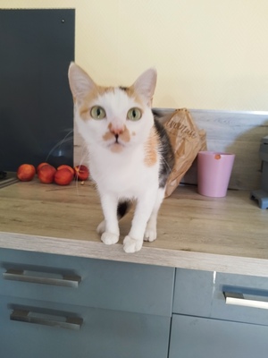 Adopter : Nynæve