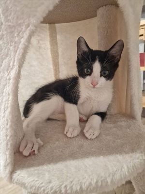 Adopter : DOMINO