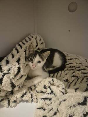 Adopter : Jane