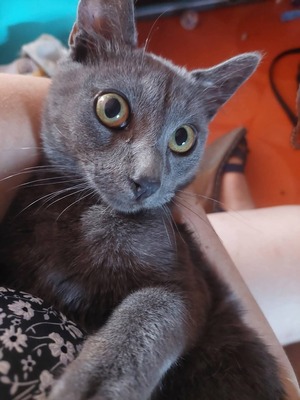 Adopter : Grizzy