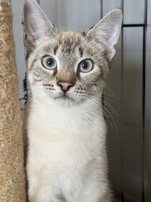 Adopter : Sunshine et Sunset