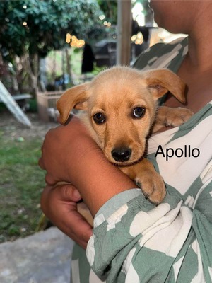 Adopter : Apollo