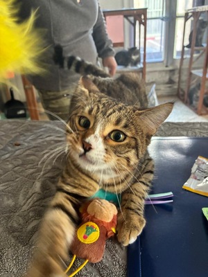 Adopter : Yoda