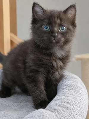 Adopter : Choupette