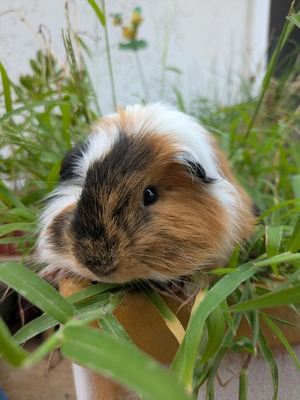 Adopter : Sete