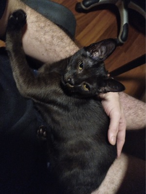 Adopter : Jiji