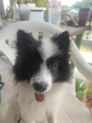 Adopter : DASH