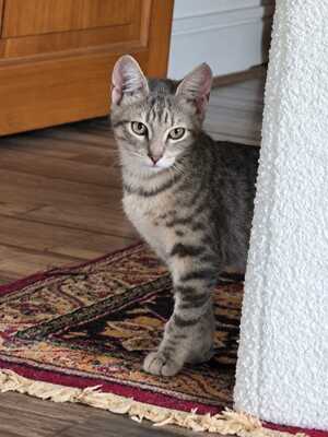 Adopter : Billie