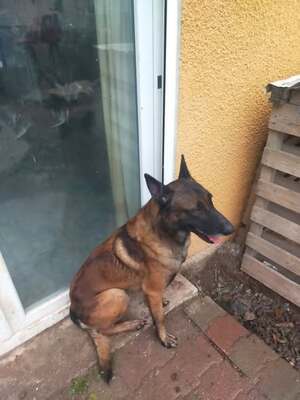 Adopter : Saphir