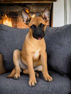 Adopter : Bay