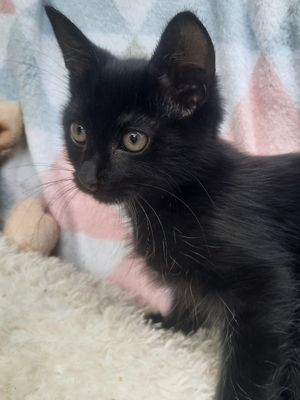 Adopter : Bébel