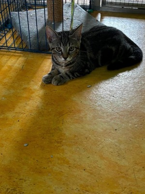 Adopter : BRUME