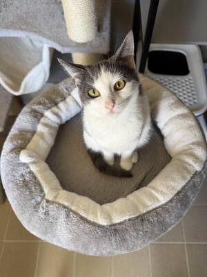 Adopter : Buffy