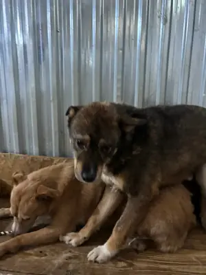 Adopter : Zola