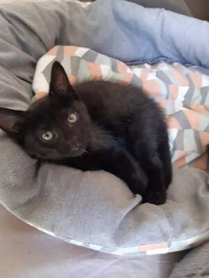 Adopter : Réglisse