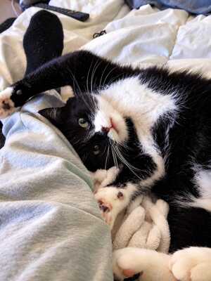 Adopter : Alain