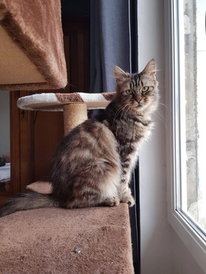 Adopter : Alteïs