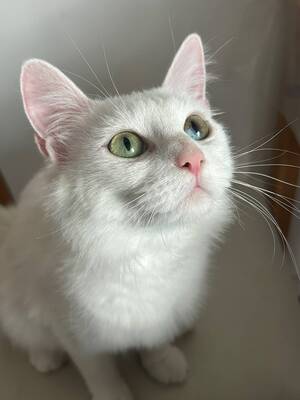Adopter : Kira