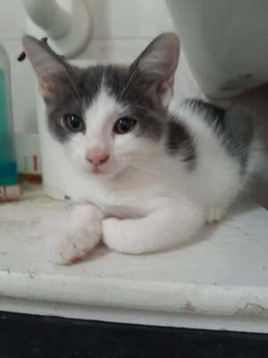 Adopter : Brienne