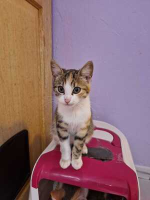 Adopter : Belle