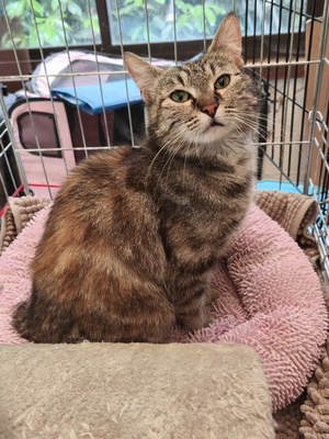 Adopter : Fricassée