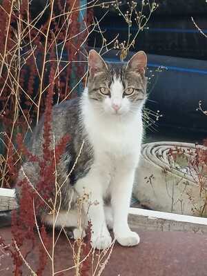 Adopter : Petitou