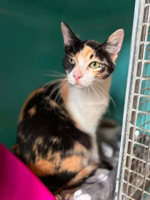 Adopter : TALICA