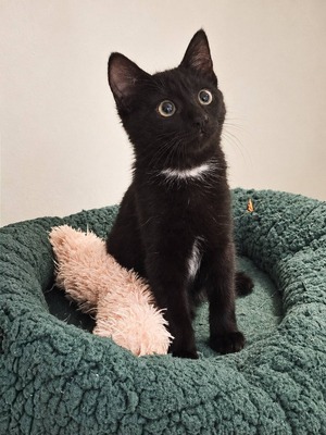 Adopter : Brume