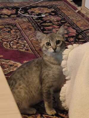 Adopter : Blue