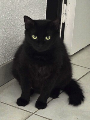 Adopter : Duchesse