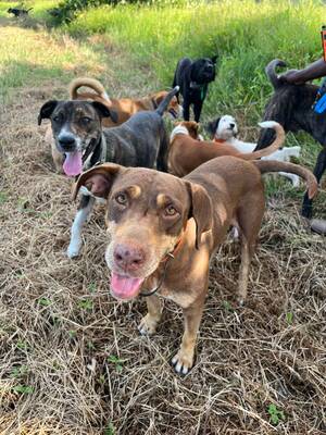 Adopter : mali