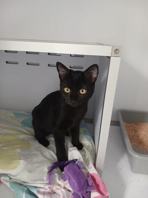 Adopter : Bobun