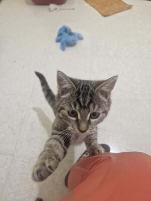 Adopter : Billie
