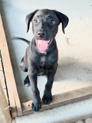 Adopter : Onyx