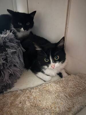Adopter : Basilic