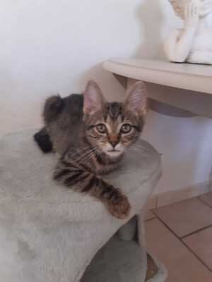 Adopter : Lucky