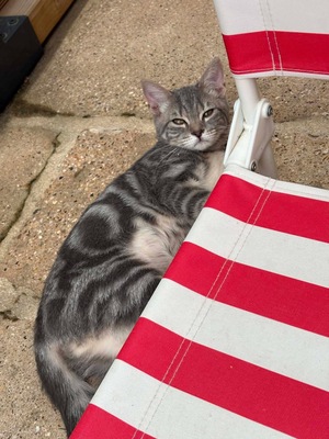 Adopter : THAO