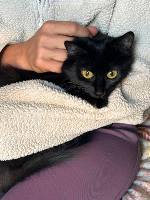 Adopter : Ambiance